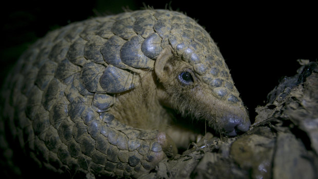 A Chinese pangolin rests on a tree branch at a wildlife rescue centre in Vietnam.