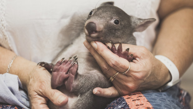 Wombats are a commitment - babies will stay with carers for up to two years before they can be weaned off bottles and released back into the wild.
