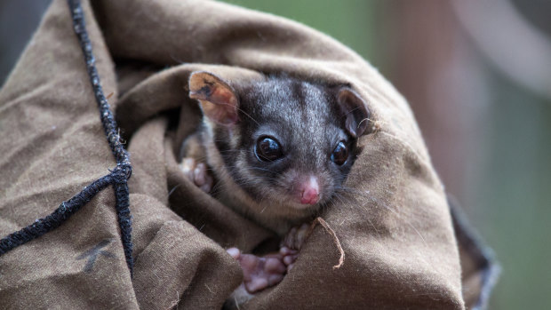 Environment group says budget fails to protect Victorian species.