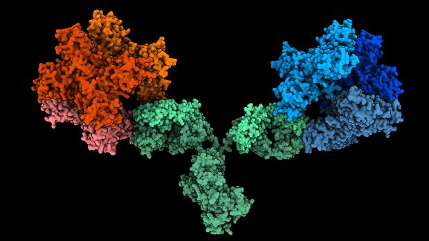 The 1G5.3 antibody (green) bound to both Zika (red) and dengue (blue) NS1 proteins.