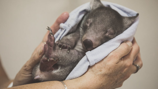 Orphaned wombat Adelaide catches up on her beauty sleep.