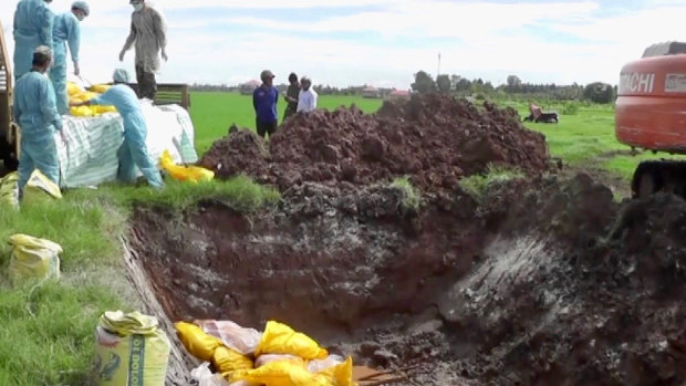 Animal health workers load bags of dead pigs into a pitch for burial in An Phu district, An Giang province, Vietnam.