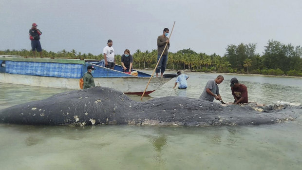 Researchers collect samples from the carcass of the beached whale at Wakatobi National Park in Southeast Sulawesi, Indonesia.