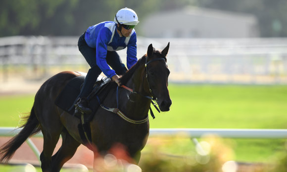 As good as ever: Winx comes back after her morning spin around Rosehill in a barrier trial on Tuesday.