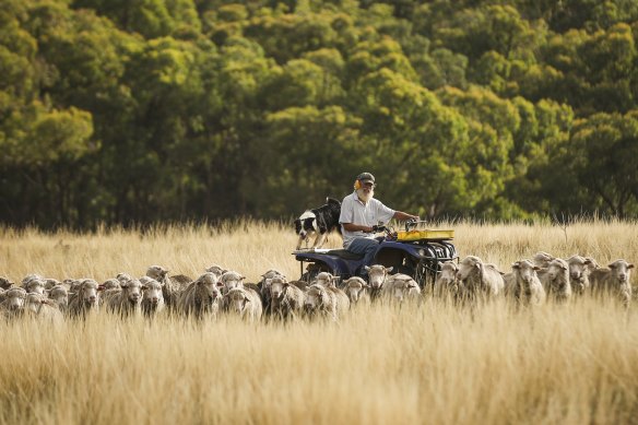 Yass Valley, NSW, farmer John Ive’s strategic grazing practices, which match paddock size and sheep grazing rates with the changing landscape and its livestock carrying capacity, are boosting soil health and carbon content.