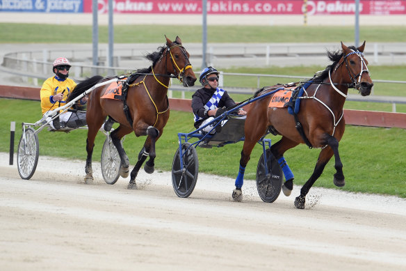   Majestic Man sets the pace in the   NZ Trotting Free-For-All  at Addington on November 9.