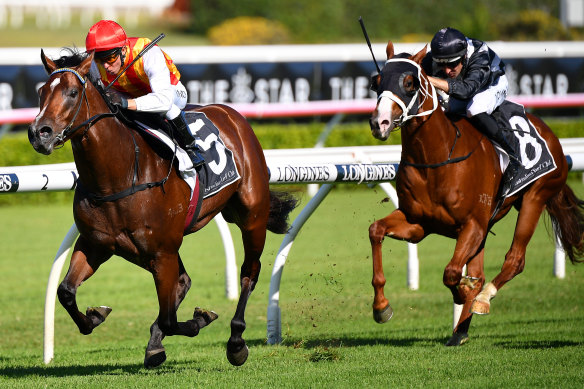 Overlord chases hard behind Peltzer at Randwick two weeks ago.