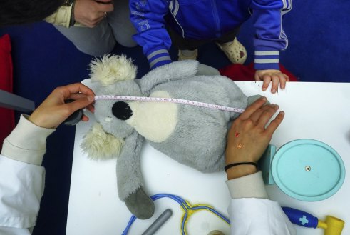 Koolala the toy koala gets measured by a medical student.