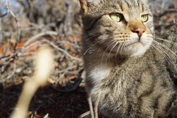 Feral cats have proved difficult to control and have been devastating to native mammals.