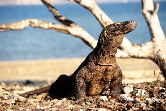 A Komodo dragon at Indonesia’s Komodo National Park.