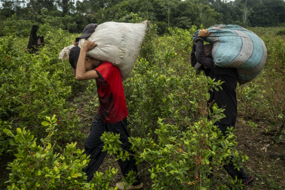 Young teens Manuel and Valentina Patarroyo carry bags of harvested coca leaves.