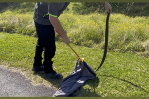 A red-bellied black snake being released by Illawarra Snake Catcher.