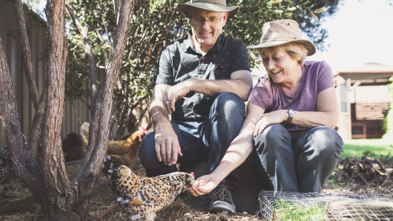 Warwick and Chris Finch with the chickens and their wire-covered ‘salad bar’.