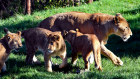 Lioness Maya shoulders most of the caring responsibilities for her nine-month-old cubs, while dad Ato is the protector and teaches them how to play and interact with adults.