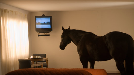 Animals in hotel rooms:Still from Doug Aitken’s migration (empire)