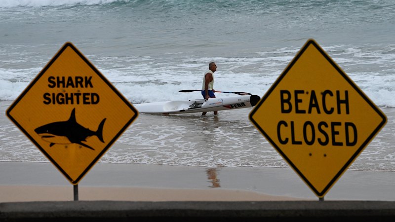 Murky warm water, full beaches a ‘perfect storm’ for shark attack