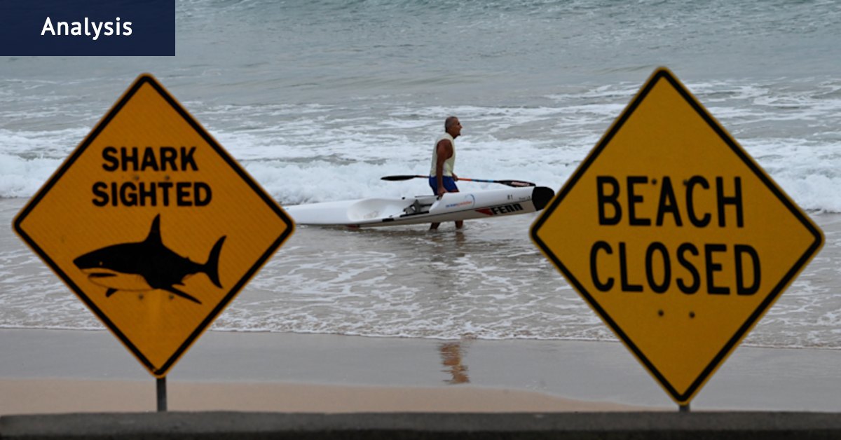 Murky warm water, full beaches a ‘perfect storm’ for shark attack