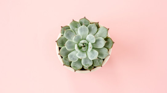 The ethics of killing a bomboniere succulent.