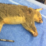 Brisbane man fined for spearing possum that ate his garden, kept him awake