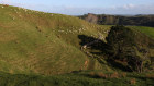 A sheep and cattle farm north of Auckland where the owner is planting trees to earn carbon credits.