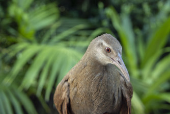The Lord Howe Woodhen.