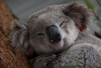 A female koala from the Campbelltown population that was rescued from the side of a busy road awaits release in 2017.