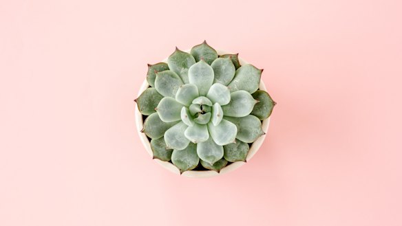 The ethics of killing a bomboniere succulent.