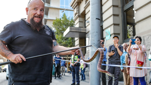 A tiger snake nearly one metre in length was found on the corner of Collins and Spencer streets in Melbourne's CBD in February. It was caught by snake catcher Barry. 