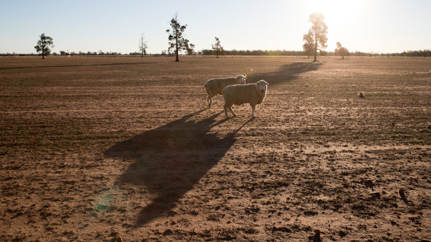 Parched land near Coonamble, in north-western NSW.