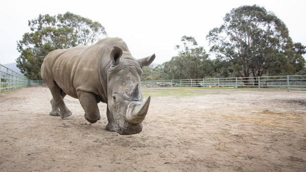 Kifaru's move from Halls Gap Zoo to Werribee Zoo took months of training. 