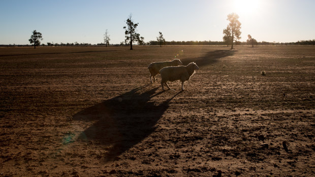 Drought-stricken countryside in western  NSW. 