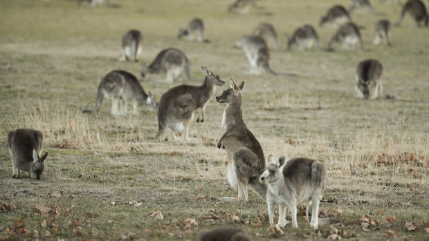 Q fever can be spread through dust and dirt as well as via livestock, pets and even kangaroo poo.