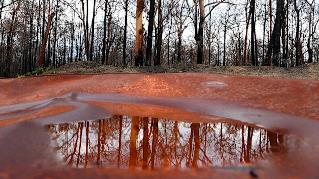 Burnt trees in Crowdy Bay National Park near Johns River after 100ml of rain on January 21, 2020.