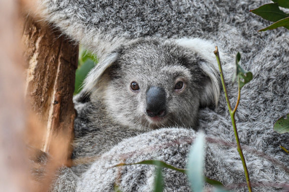 A koala at Taronga Zoo.