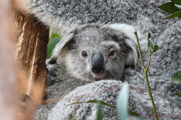 Alex Greenwich says the government and opposition must be forced to take the issue of wildlife preservation seriously.