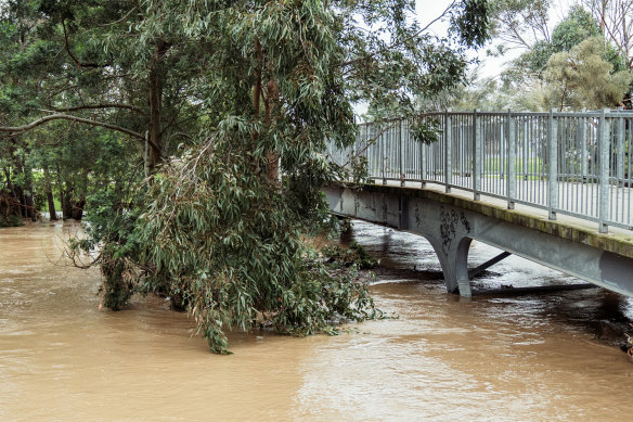 River levels rise in Traralgon on Saturday.