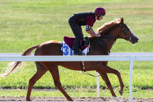 Il Paradiso's autumn will be geared towards getting him back to the Melbourne Cup.