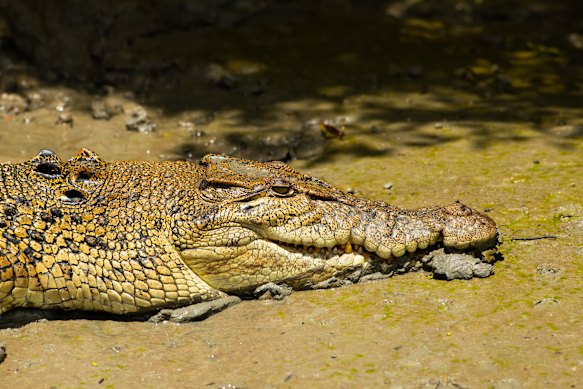 Cranitch diz que o lugar mais comum para ver um crocodilo é na curva do rio.