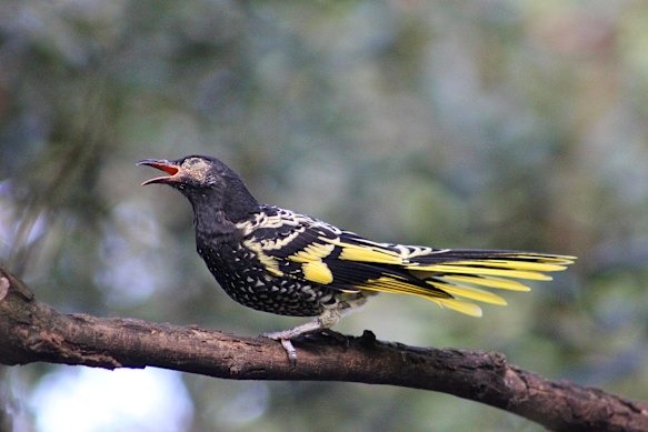 Regent honeyeaters have had their habitat bulldozed in NSW under the environmental offsets system.