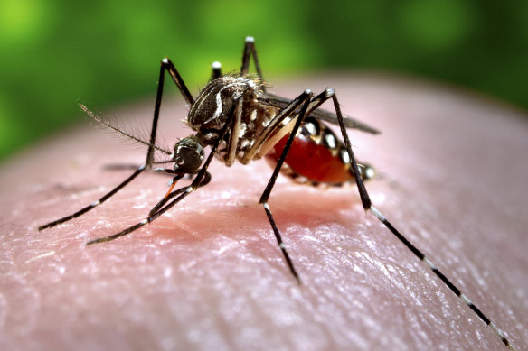 An Aedes aegypti mosquito which is capable of transmitting dengue fever and other tropical diseases.