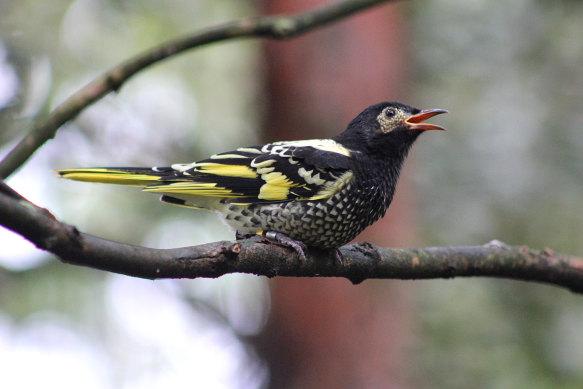 The regent honeyeater is among 17 bird species deemed by the federal government to be critically endangered in Australia.