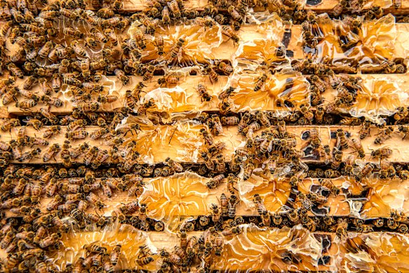 El Dr. Fernandes tomó hisopos bacterianos y de fondo de ojo de colmenas de abejas en el Centro de Investigación y Capacitación en Abejas de Tocal.