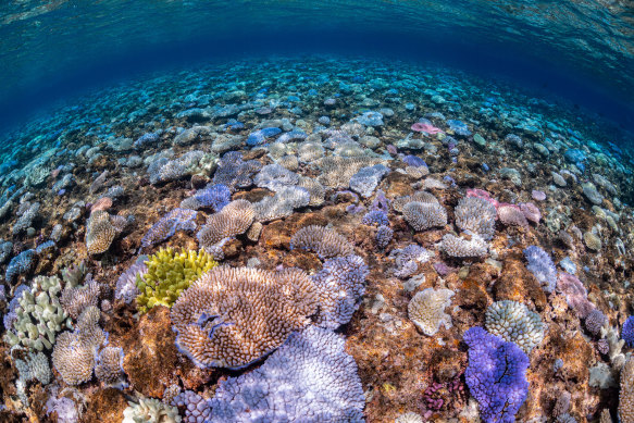 As the third mass coral bleaching event in five years unfolds on the Great Barrier Reef and in the Coral Sea, the government is planning to test different approaches to make corals more resilient.