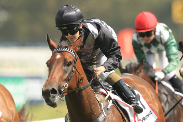 Invictus Salute will look to make it two wins in seven days over the Rosehill 1100m on Saturday.