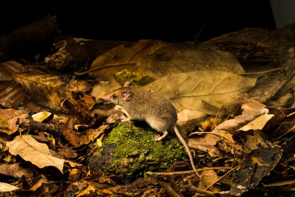 A new subspecies of white-footed dunnart was discovered in the wet tropics of North Queensland.