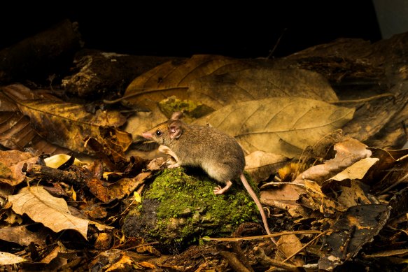 A newly listed subspecies of white-footed dunnart was discovered in the wet tropics of North Queensland.