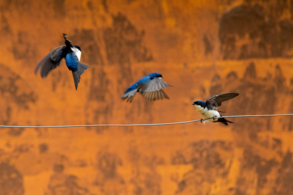 Swallows guard the entrance wall to a mud-enveloped childcare centre in Paracatu de Baixo, Minas Gerais, Brazil, three years after the Samarco dam burst.