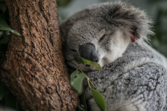 Critics of the bill have warned it could water down environmental regulation and destroy koala habitat.