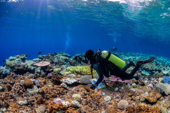 Researchers have just returned from the Coral Sea after finding coral bleaching on all 16 remote reefs they visited.