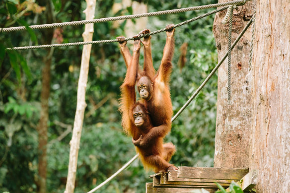 Святилище орангутанов во время 11-дневного приключения Intrepid в Сабахе, Малайзия.